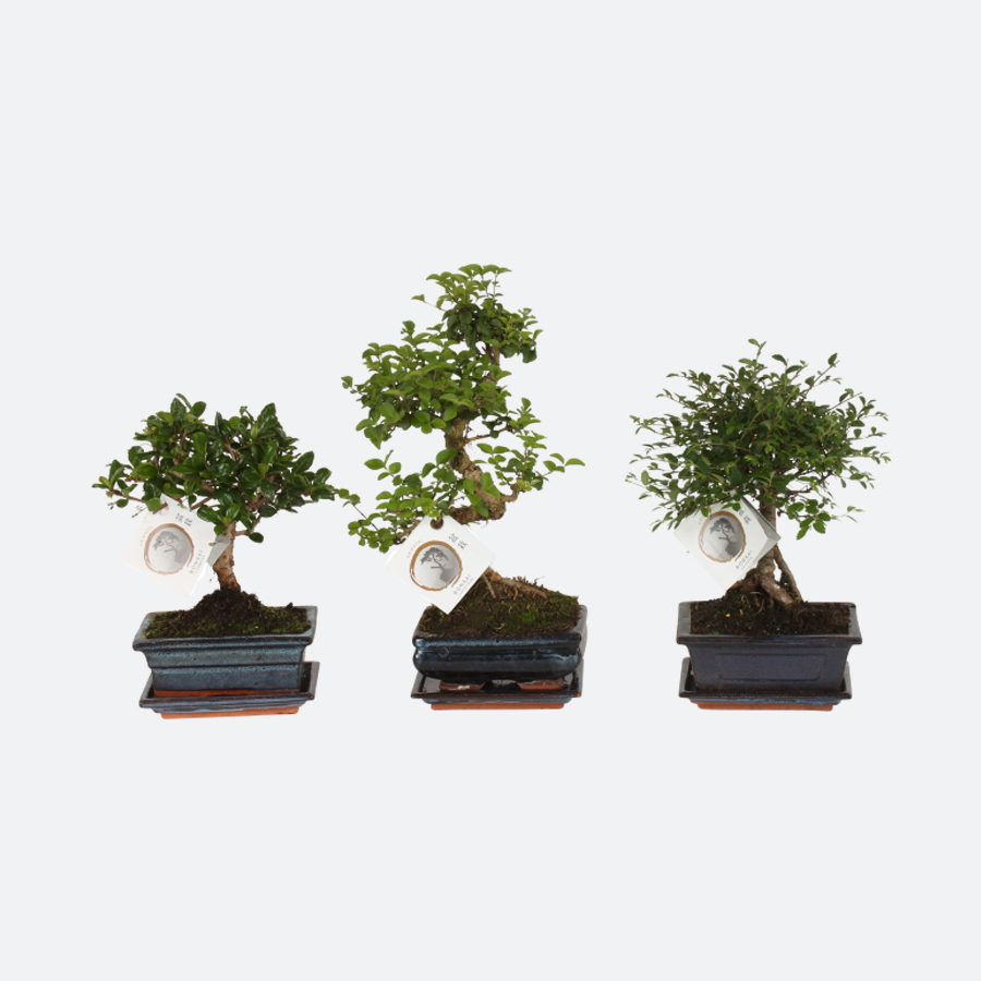 Bonsai (with sa