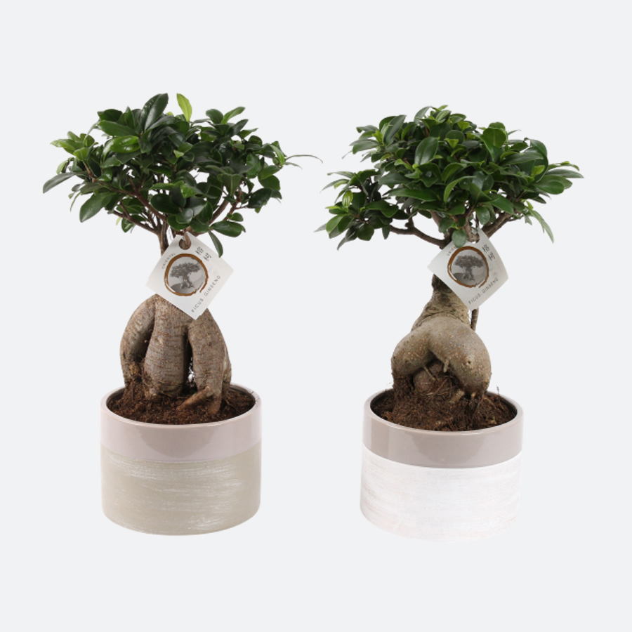 Ficus Microcarp