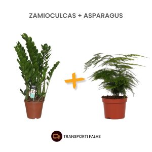 Zamioculcas + A