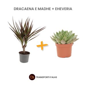 Dracaena + Eche
