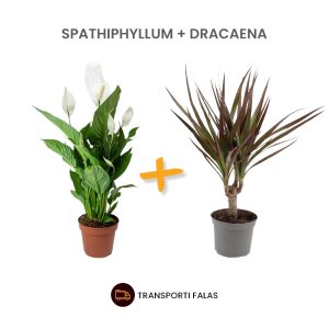 Spathiphyllum +