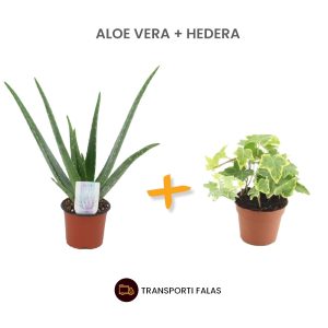 Aloe Vera + Hed