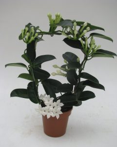Stephanotis 