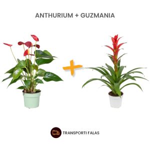 Anthurium + Guz