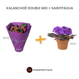 Kalanchoë Doub