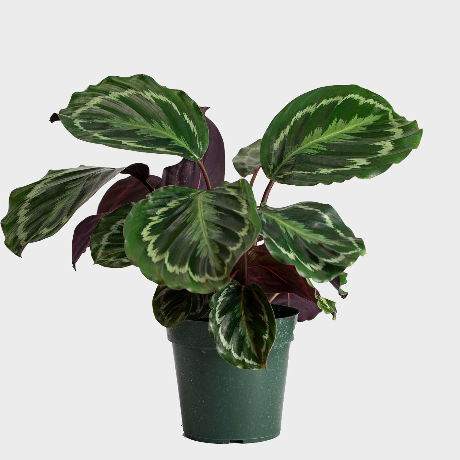 Calathea