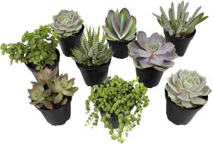 Succulents MIX