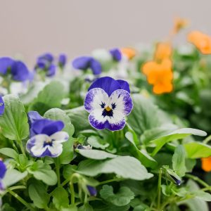 Viola “Ca