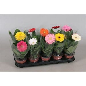 Gerbera MIX