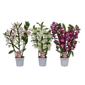 Dendrobium R