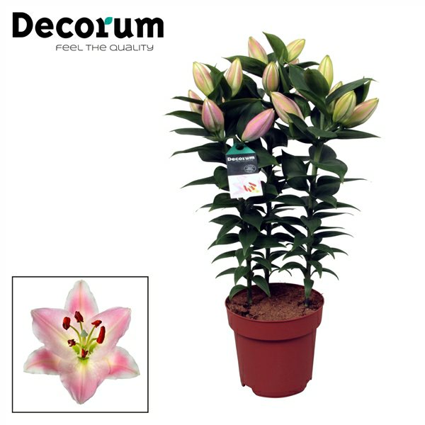 Pink Lilium