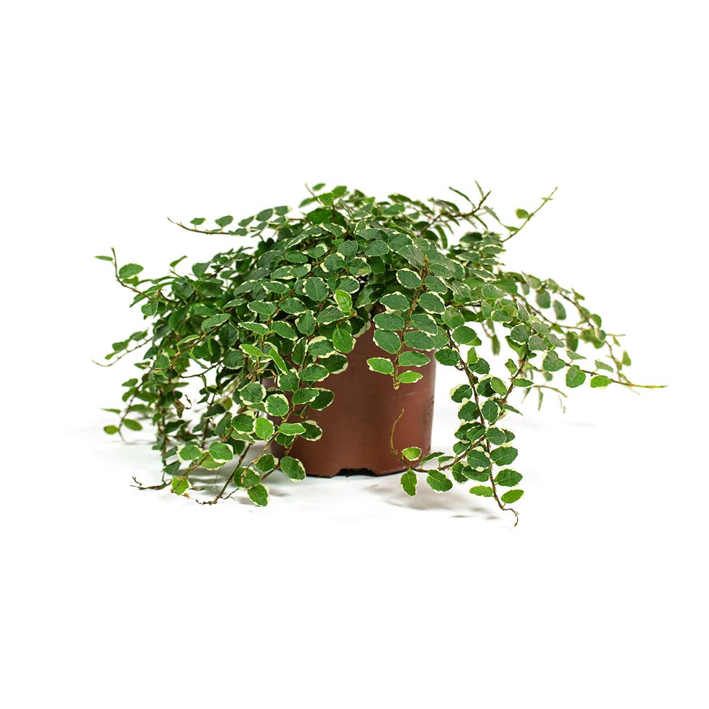 Ficus Pumila &#