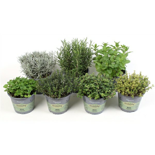 Herbs MIX