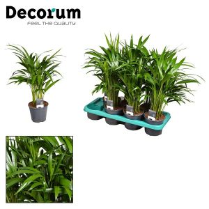 Dypsis lutescen