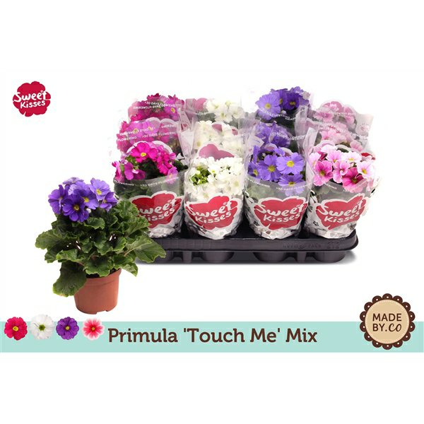 Primula Obconic