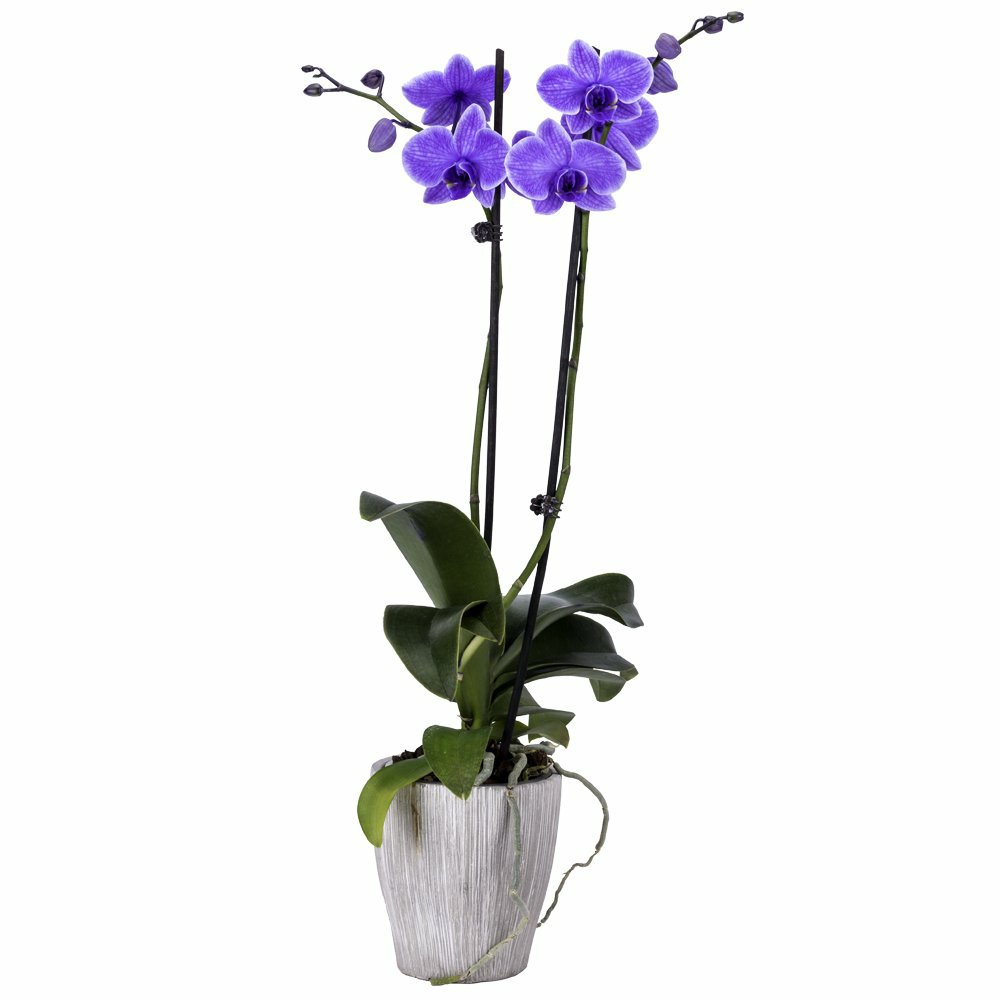 Phalaenopsis Hy