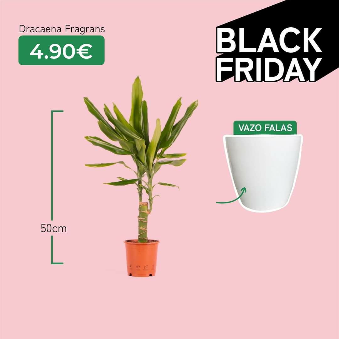 Dracaena Fragra