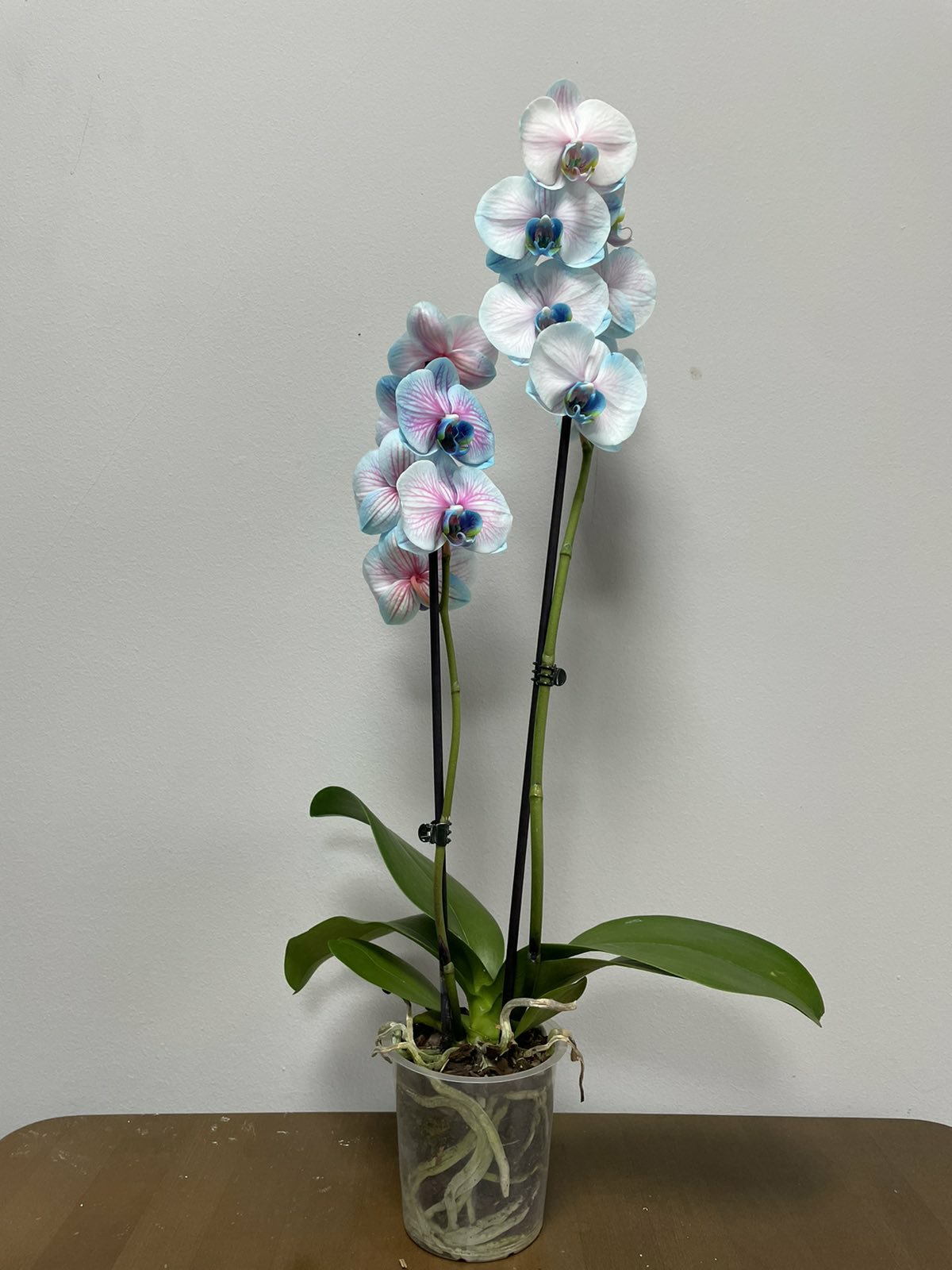 Phalaenopsis &#