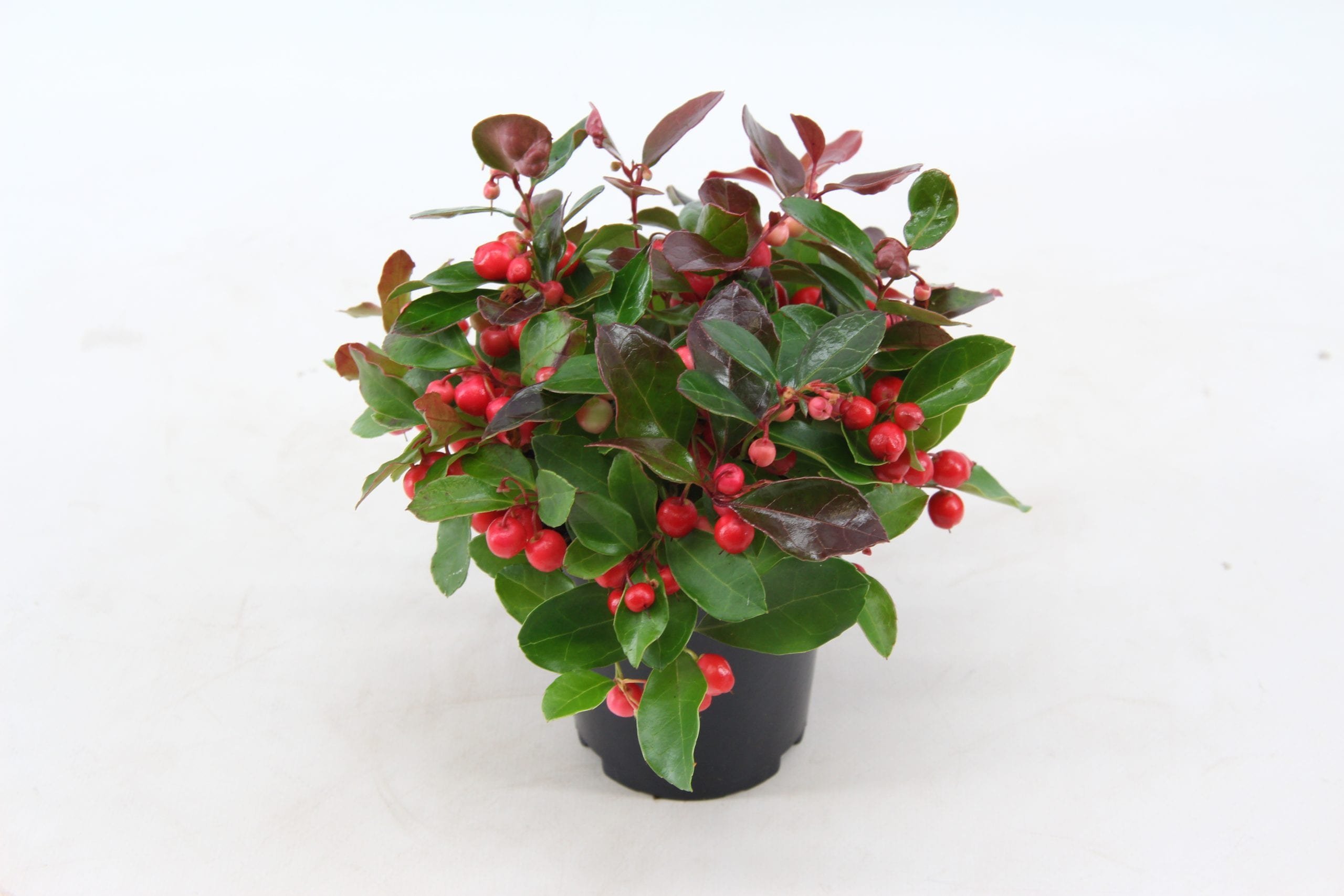 Gaultheria Proc