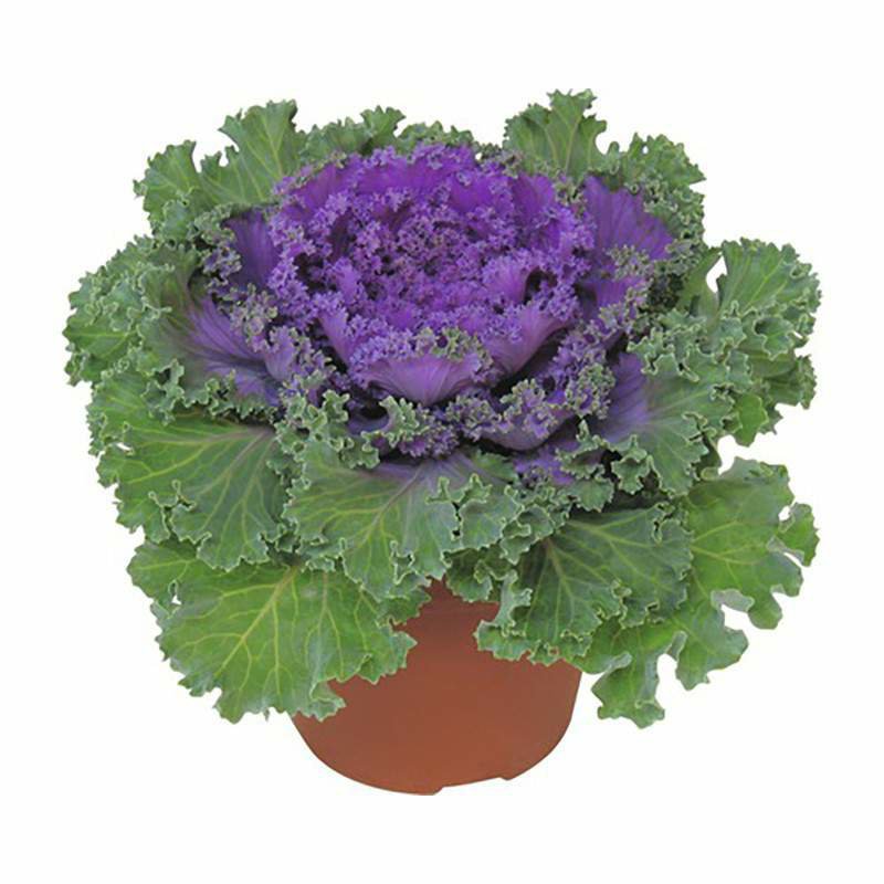 Brassica Olerac