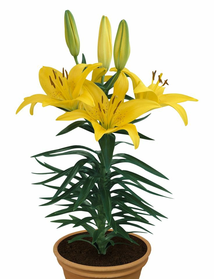 Lilium “T