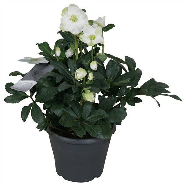 Helleborus Nige