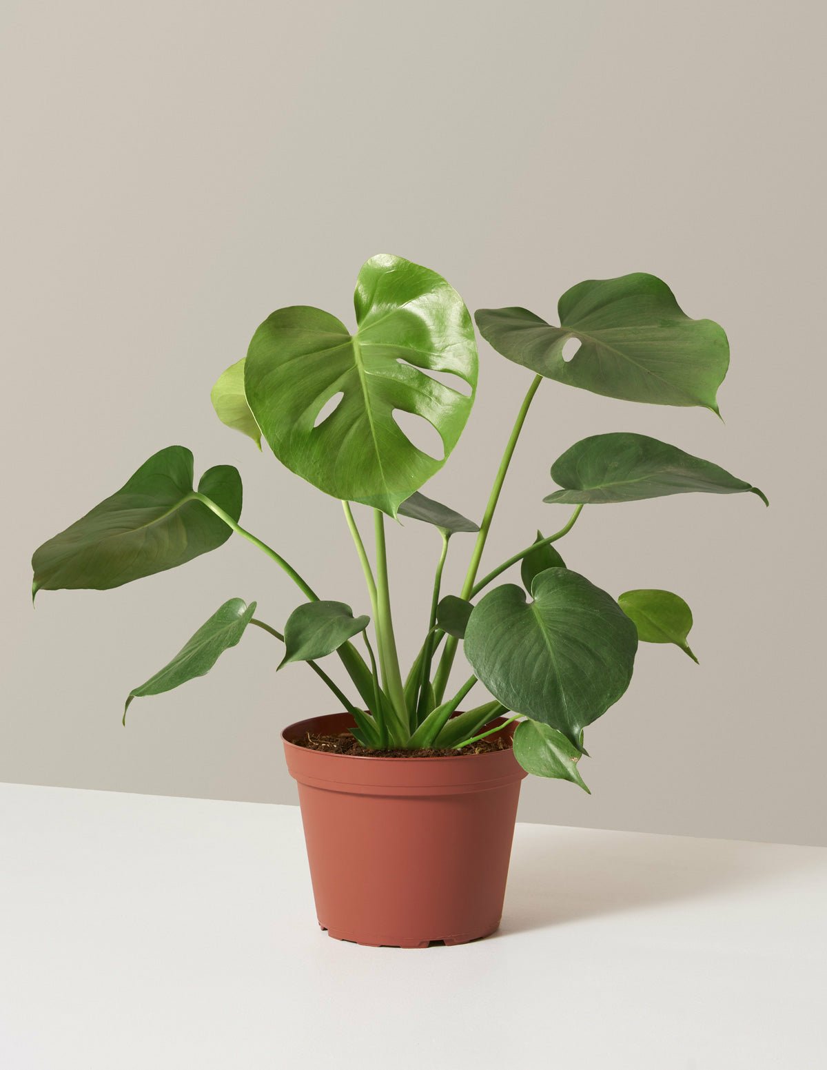Monstera Delici
