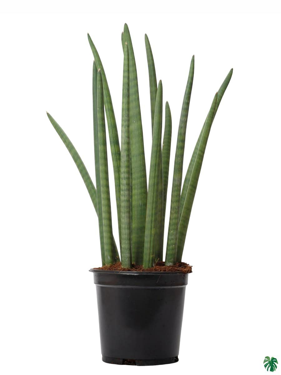 Sansevieria 