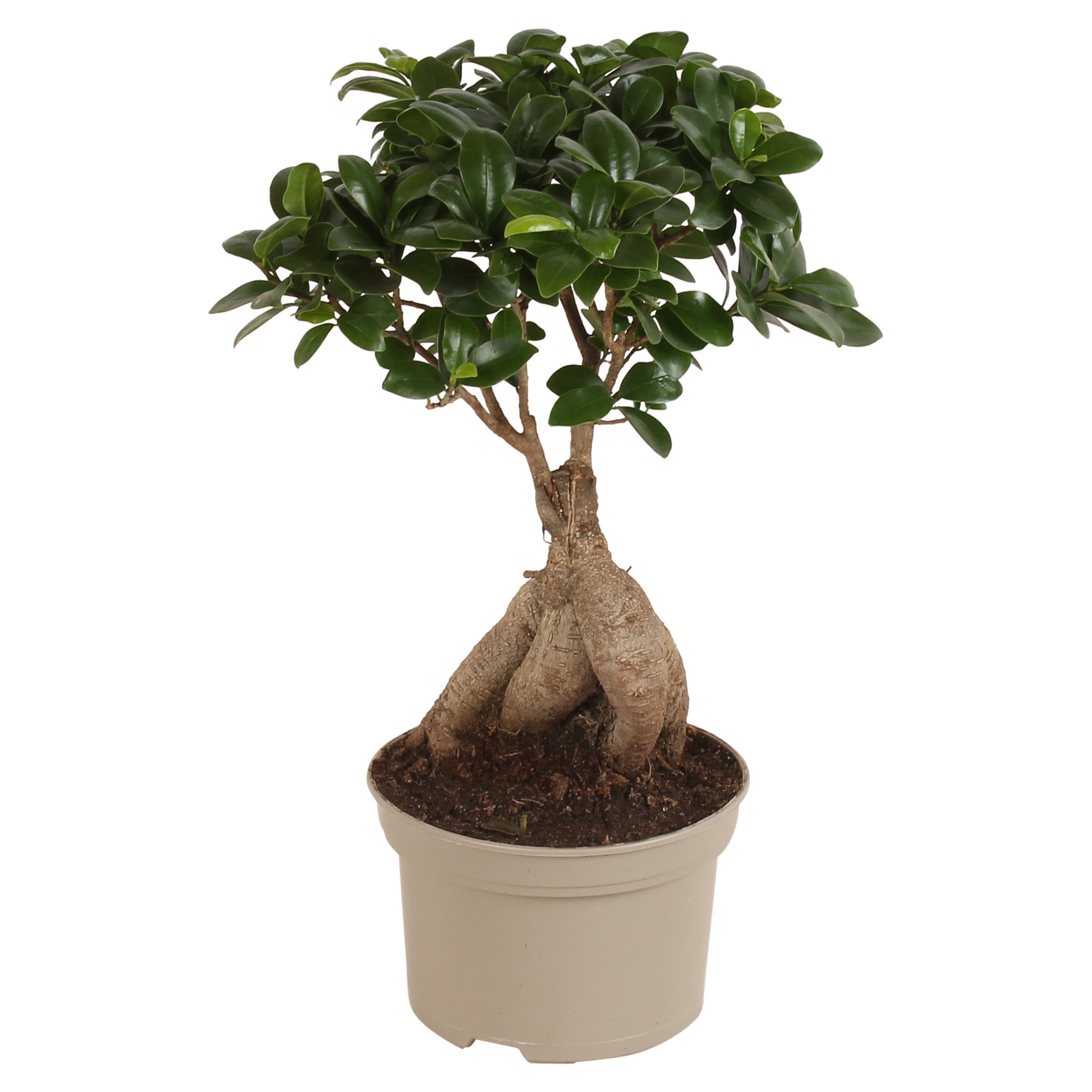 Ficus Microcarp