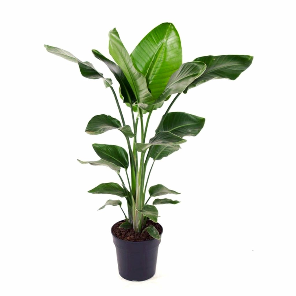 Strelitzia Nico