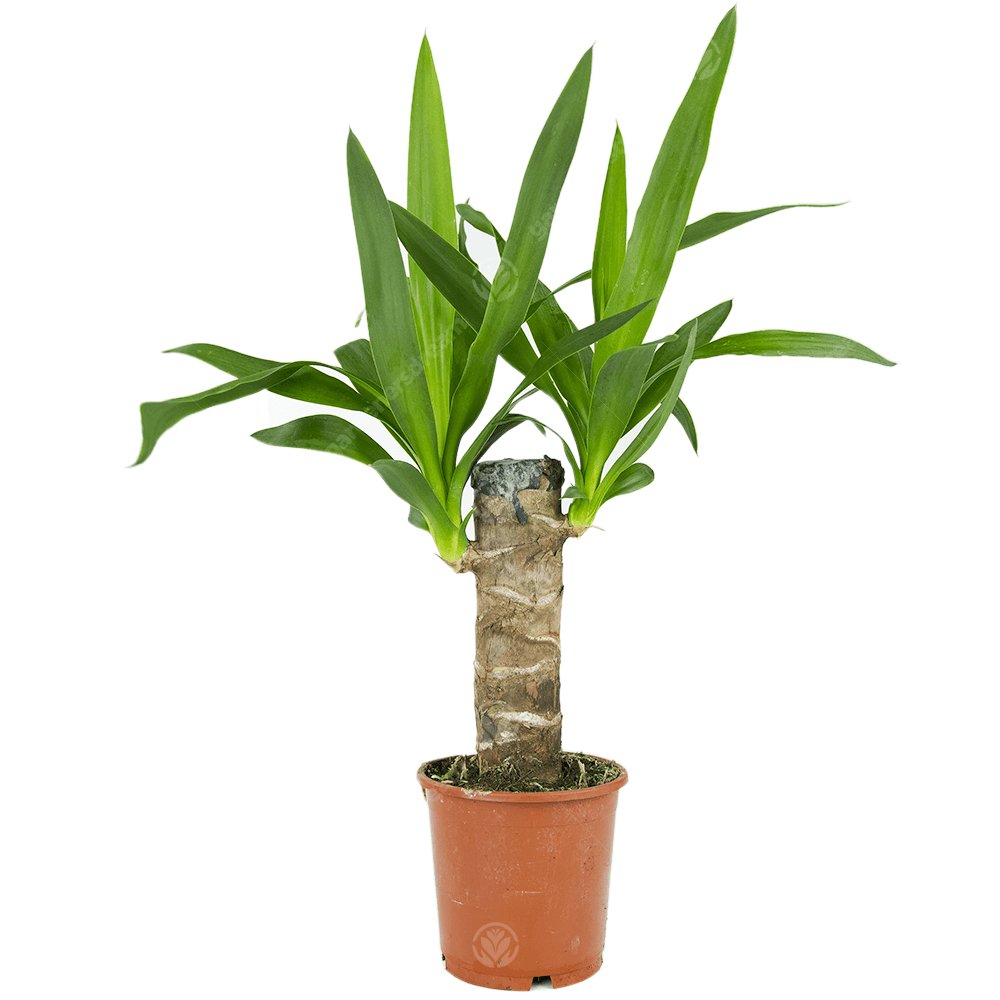 Yucca
