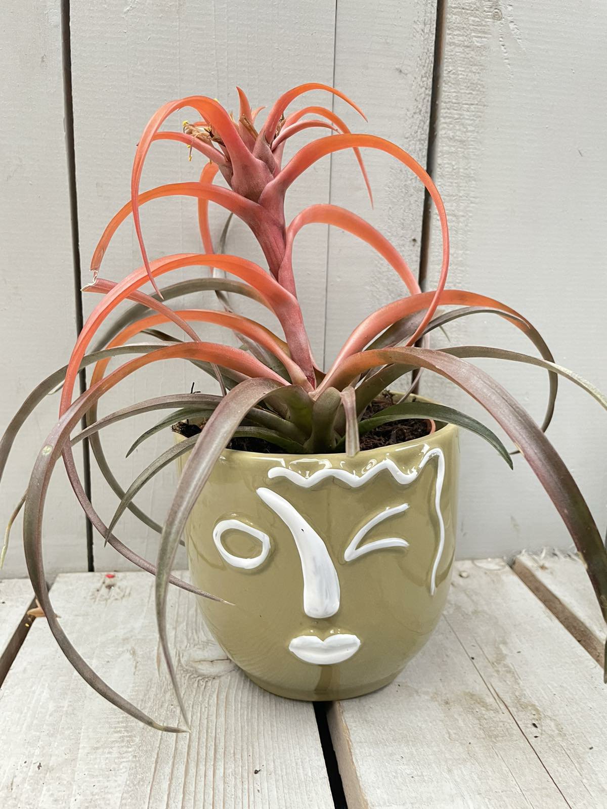 Tillandsia with