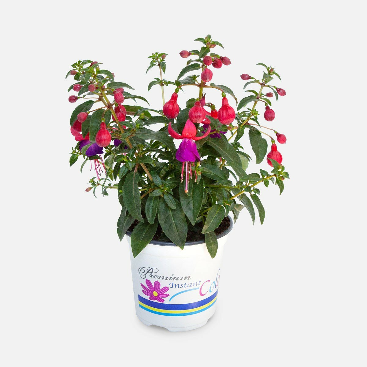 Fuchsia “