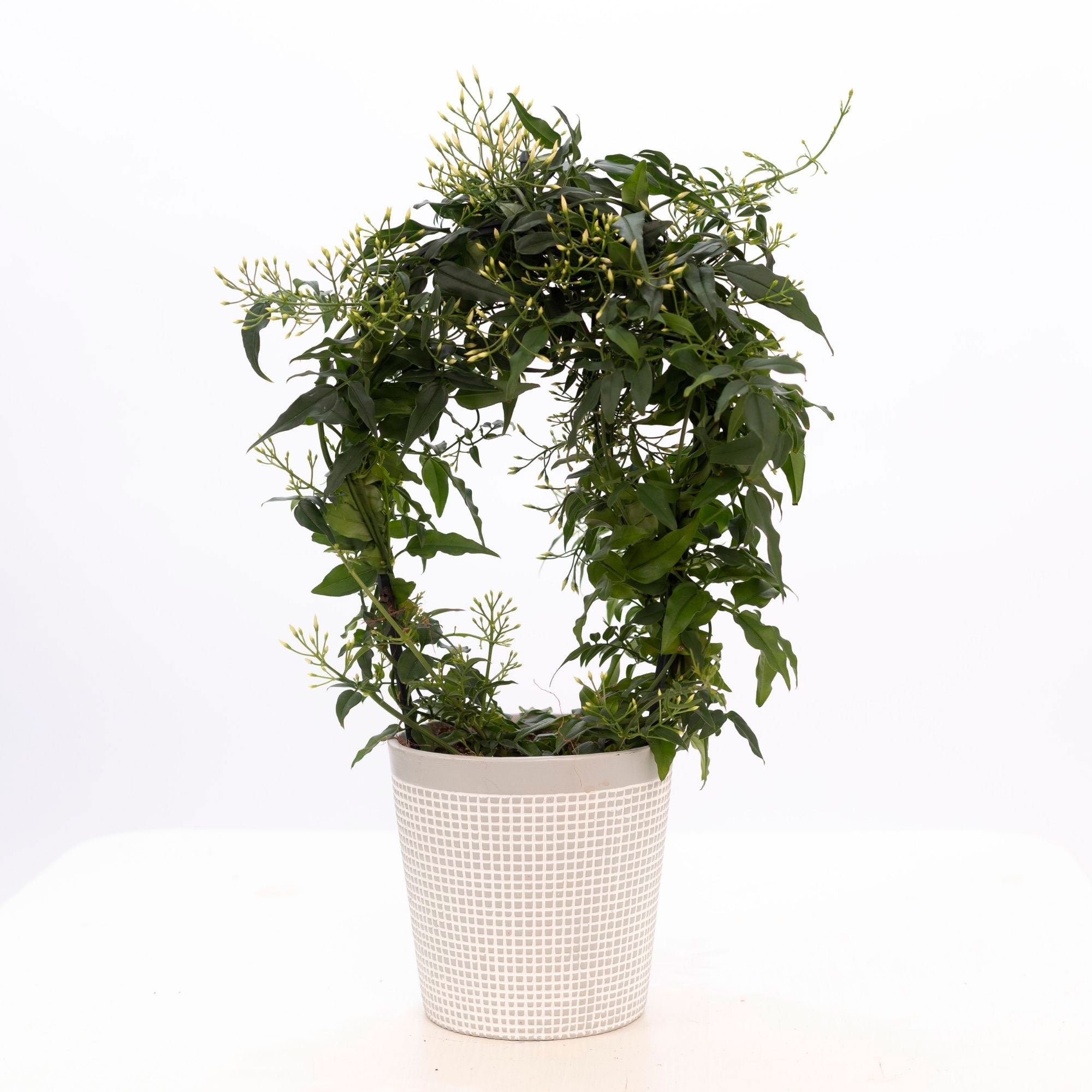 Jasminum “