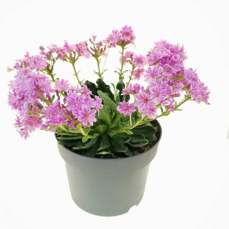 Lewisia “