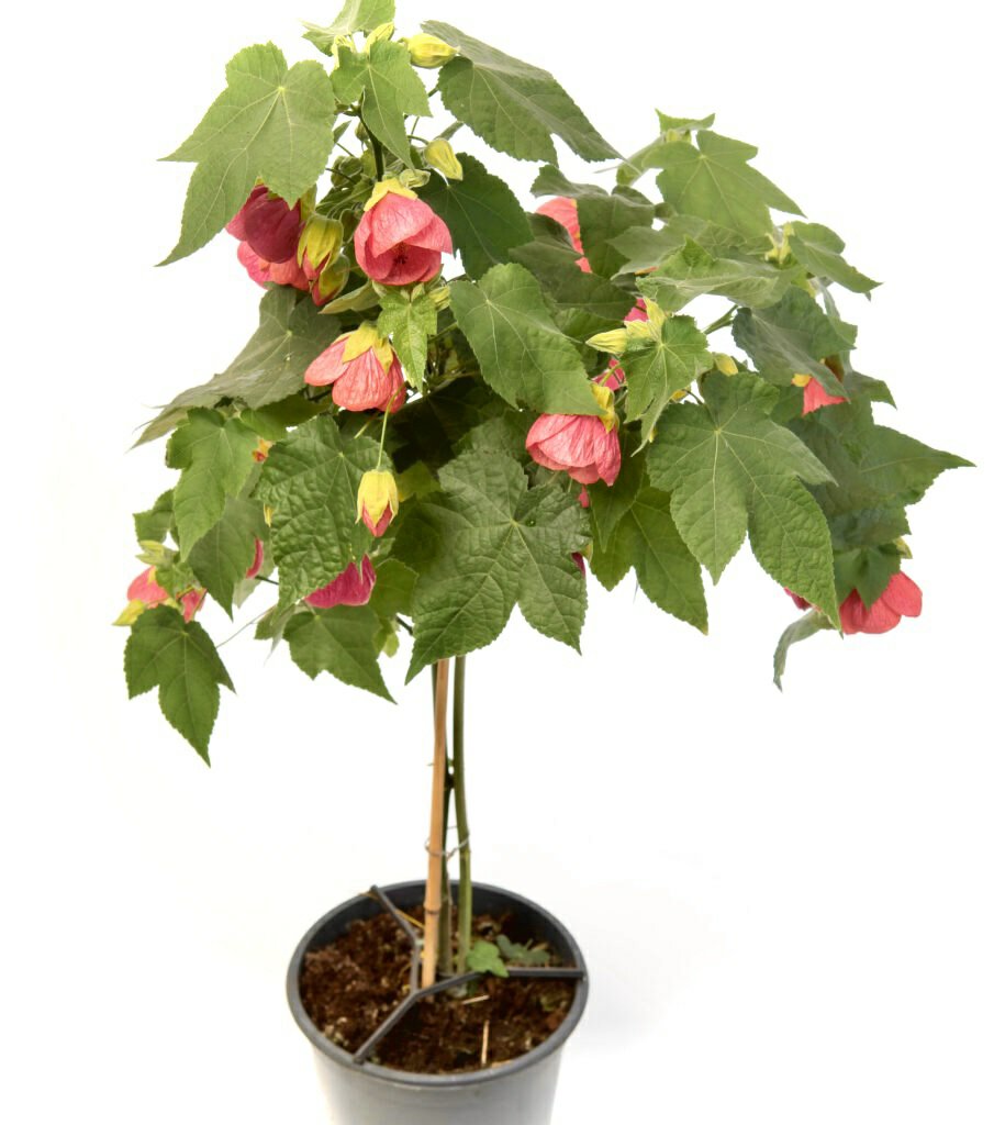 Abutilon