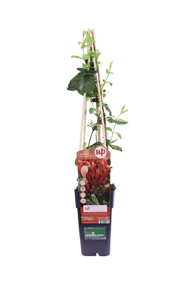 Lonicera
