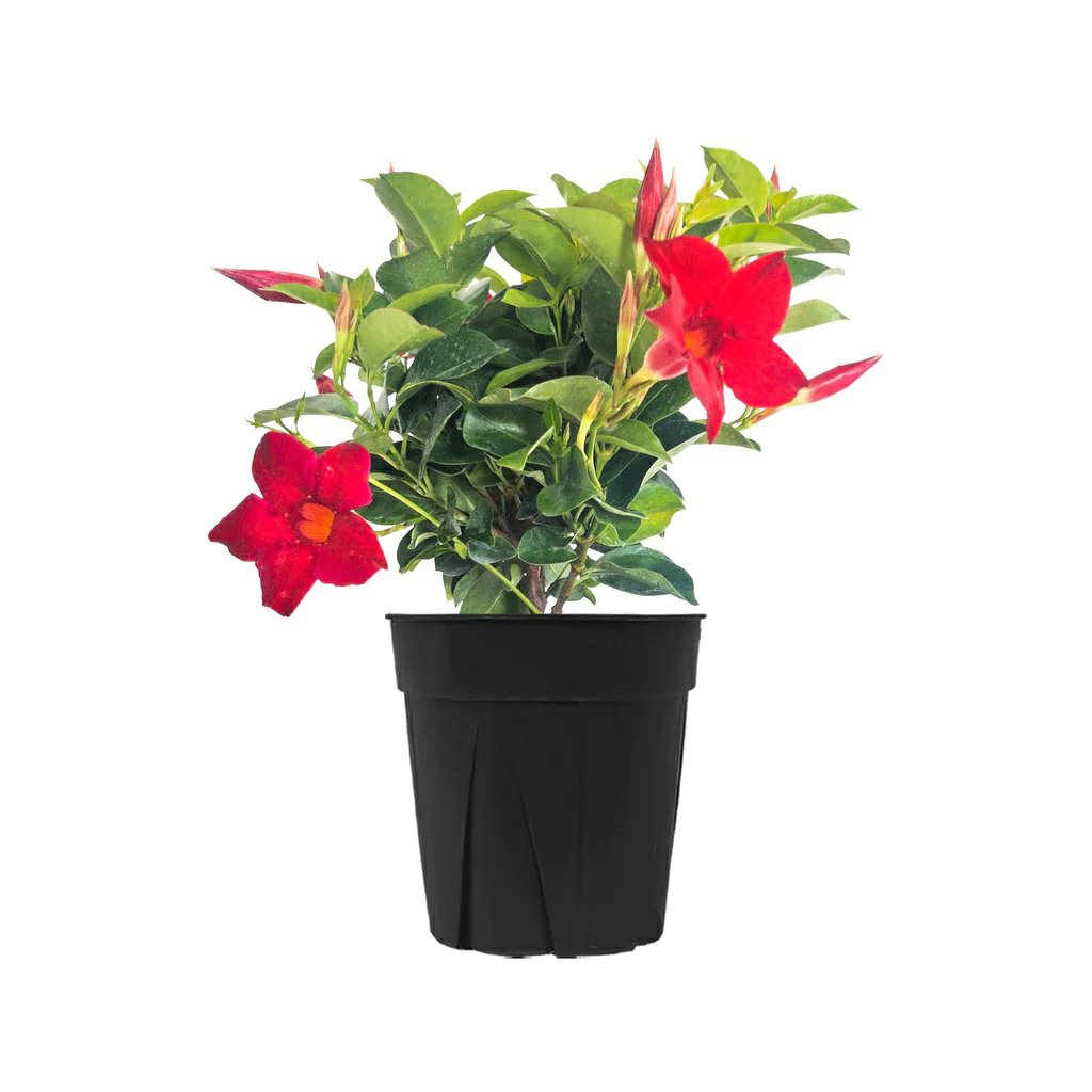 Mandevilla R