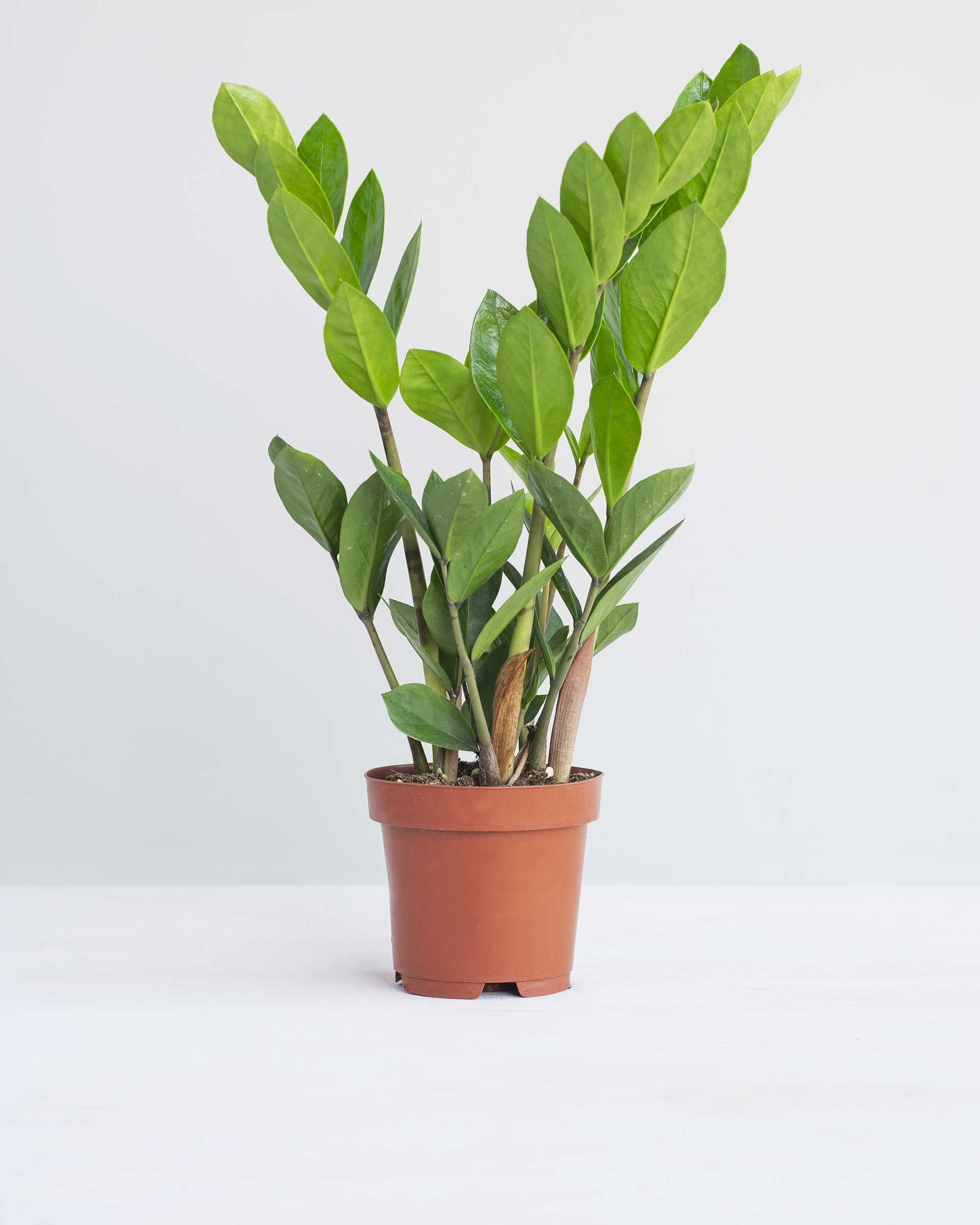 Zamioculcas Zam