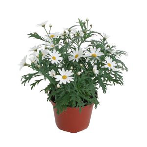 Argyranthemum F