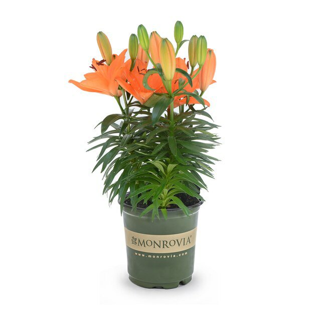 Lilium Asiatic 