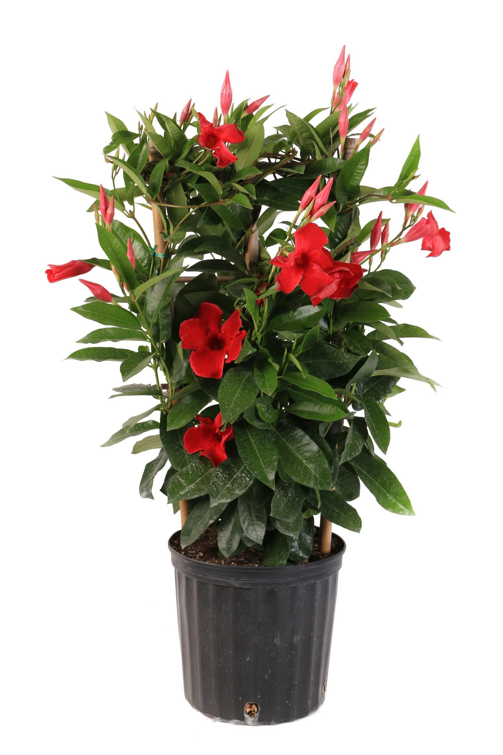 Mandevilla Red 