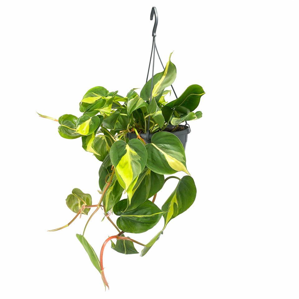 Philodendron Sc