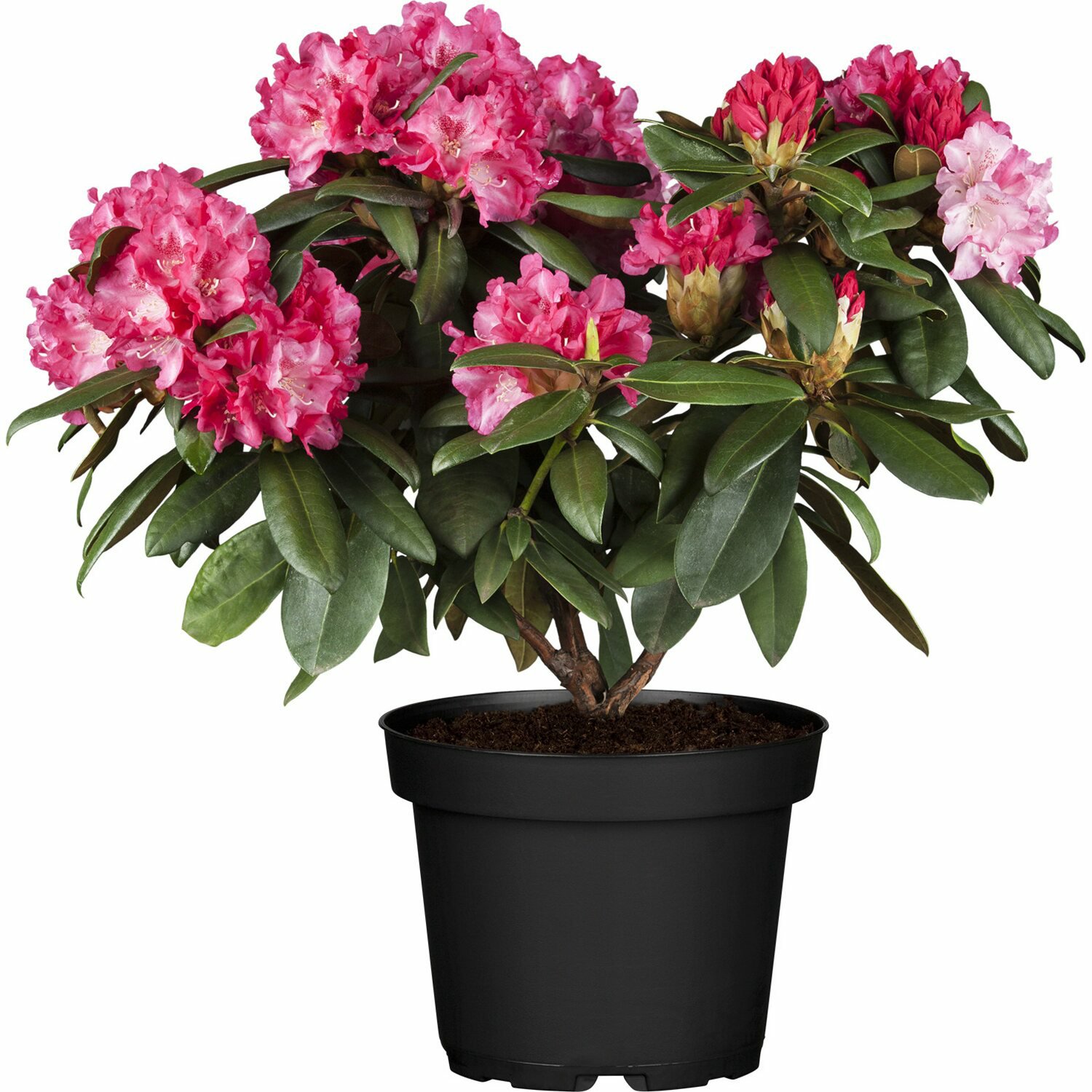 Rhododendron Ca