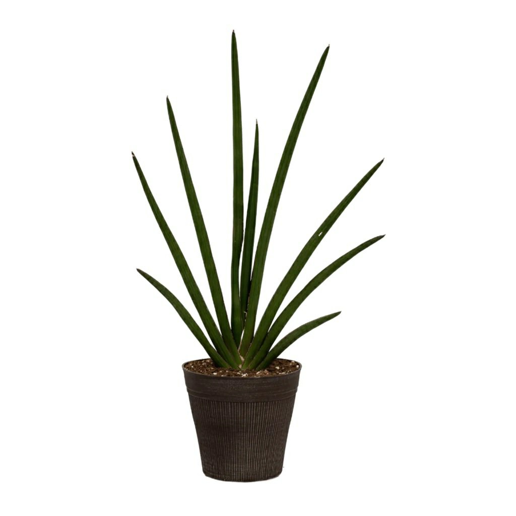 Sansevieria Cyl