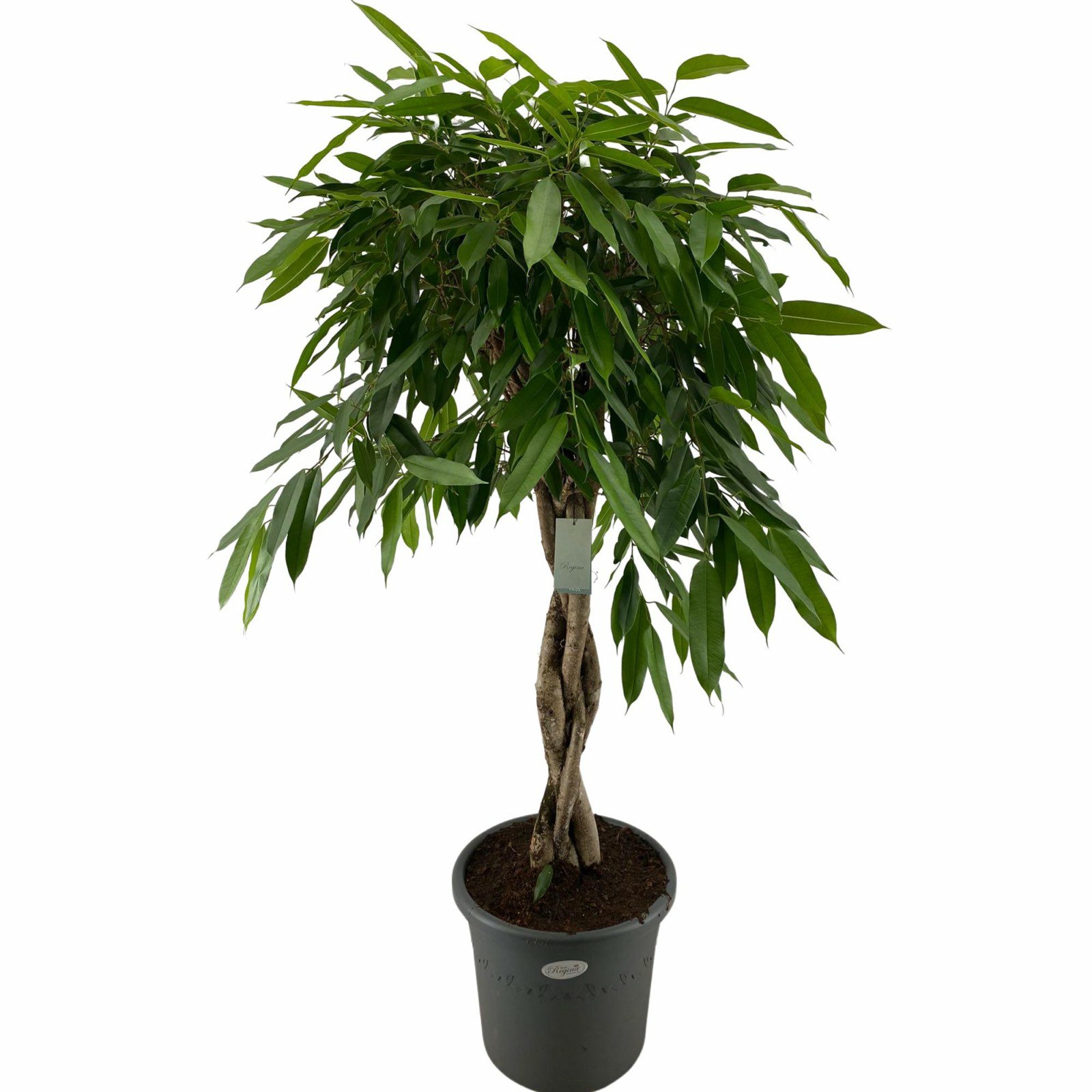 Ficus Binnendij