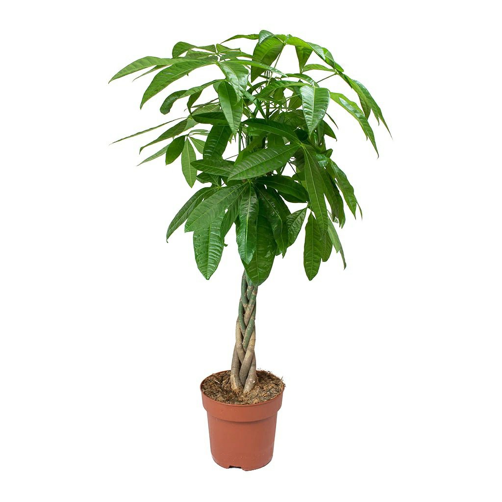 Pachira Aquatic