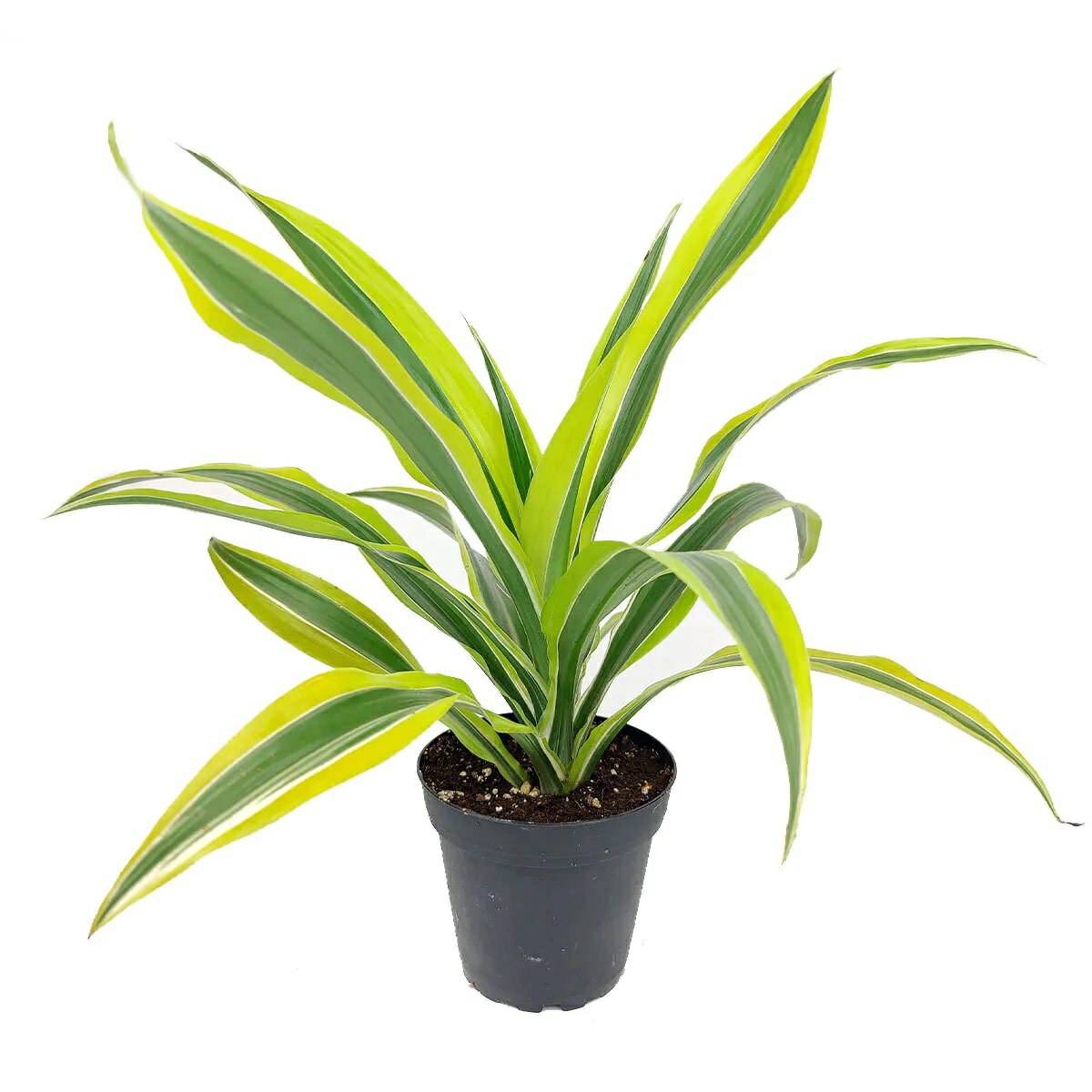 Dracaena “