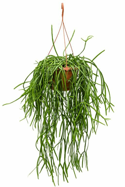 Rhipsalis