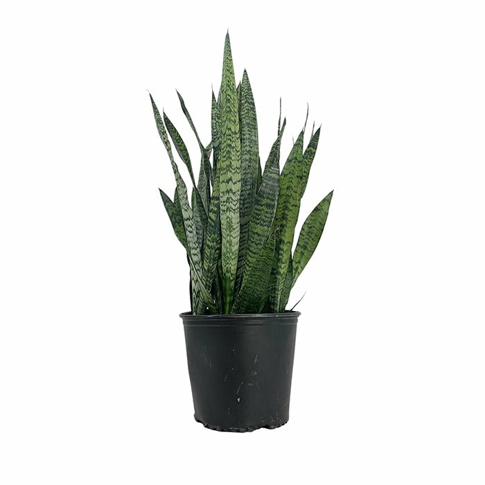 Sansevieria Zey